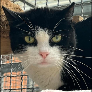 Tierheim Flensburg - Betty – Ruhige, scheue Katzendame sucht ländliches Zuhause mit Freigang