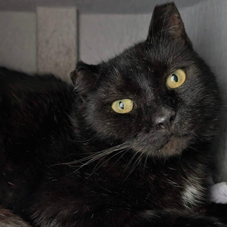 Schwarzer Europäisch Kurzhaar Kater mit gelben Augen im Tierheim Flensburg, wartet auf Adoption
