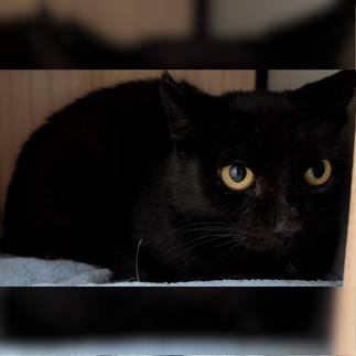 Schüchterne schwarze Europäisch Kurzhaar Katze mit großen gelben Augen im Tierheim Flensburg, sucht neues Zuhause mit Freigang
