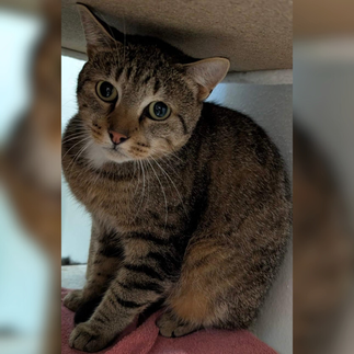 Kater Georgius – Ein unabhängiger Wildfang sucht ein freies Revier