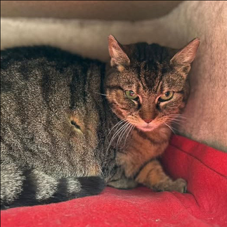 Tierheim Flensburg - Zurückhaltende Minka sucht ruhiges Zuhause mit Freigang