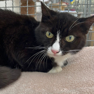 Schwarz-weiße Europäisch Kurzhaar Katze mit grünen Augen liegt im Tierheim Flensburg und sucht ein ruhiges Zuhause mit Freigang