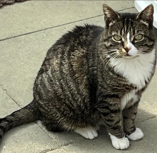 Tierheim Flensburg - Khaleesi – Scheue Katzenlady sucht ein sicheres Plätzchen mit Freigang