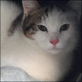 Tierheim Flensburg - Junger Freigeist Jack sucht ein katzengerechtes Zuhause