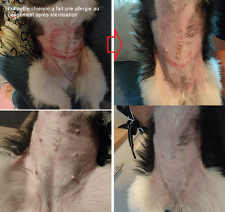 Comme vous le verrez sur les photos au premier jour la peau était à vif... j’ai traité 3 fois par jour avec l’emergency spray aloe vera, le gel concentrate et la crème propolis et en 4 jours seulement, plus rien ! 
