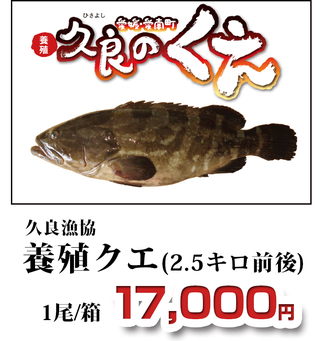 久良のくえ　久良漁協 養殖クエ（2.5キロ前後）