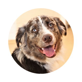 Man sieht den Therapiehund Mailo, helle Augen und geflecktes Fell