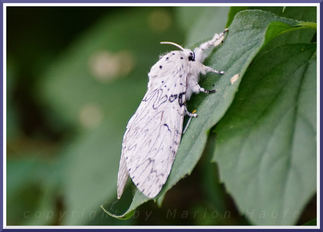 Weißer Gabelschwanz (Cerura erminea)