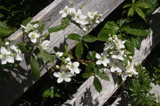 Brombeerblüte ©