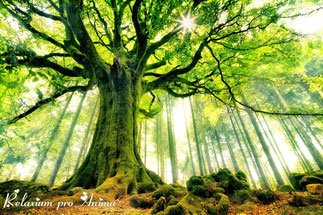 Schamanische Heilreise, Auflösen hinderlicher Seelenverträge, #Reiki, #Quantenheilung, #Schamanismus