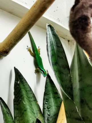 Phelsuma inexpectata