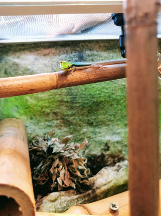 Phelsuma klemmeri - Blauer Bambus Taggecko - Sauriakeller ...