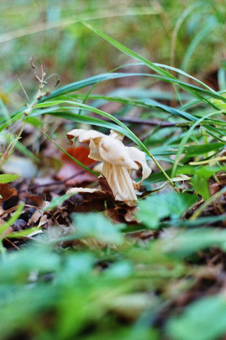 Die anmutig hübsche, würzig duftende, doch giftige Herbstlorchel kommt hier recht häufig in Buchenwäldern vor. 