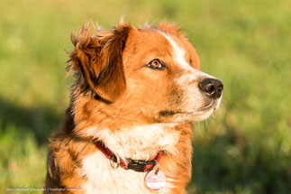 Adi von den Nuthewiesen ÖPi Österreichischer Pinscher Junghund Rüde