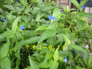 あやめ 紫つゆ草 常盤つゆ草 ツユクサ ハルジオン アルカス植物図鑑 あやめ 紫つゆ草 常盤つゆ草 ツユクサ ハルジオン アルカス植物図鑑