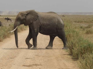 Safari in Kenia in den Tsavo Ost Nationalpark