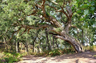 L'arbre, une énergie protectrice