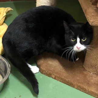 katzen und kater suchen ein neues zuhause tierheim flensburg
