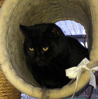katzen und kater suchen ein neues zuhause tierheim flensburg