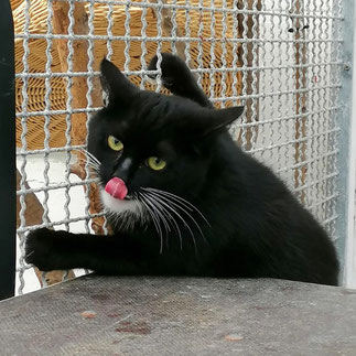 katzen und kater suchen ein neues zuhause tierheim flensburg