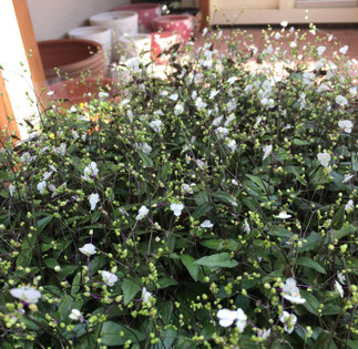 グランドカバー メイクガーデン お庭づくりと植木と雑貨のお店 グランドカバー メイクガーデン お庭づくりと植木と雑貨のお店