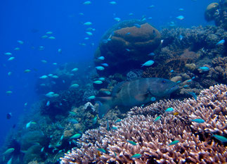 How disturbances from waves affect the movements of predators and prey likely depends on their relative size. Jordan Casey 