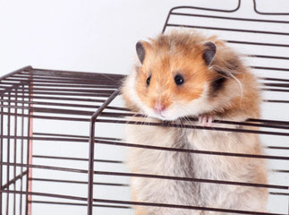 Goldhamster klettert aus dem Hamsterkäfig, Goldhamster Haltung im Goldhamsterkäfig, Welcher Goldhamsterkäfig ist richtig, Goldhamsterkäfig kaufen