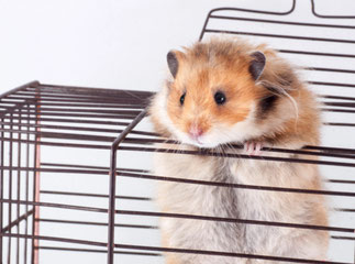Goldhamster klettert aus dem Hamsterkäfig, Goldhamster Haltung im Goldhamsterkäfig, Welcher Goldhamsterkäfig ist richtig, Goldhamsterkäfig kaufen, Nagarium, Nagerterrarium, Hamsterkäfig kaufen, Hamster kaufen, www.bennagerbooks.com, Ben Nager