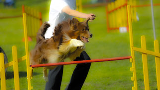 Mentaltraining im Hunde- und Pferdesport – Mental-Top, Frauenfeld