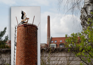 Luitpoldstörche, Bild: Max Dorsch