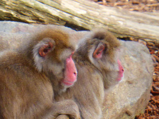 Macaque monkeys