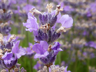 A lavender flower at Bridestowe