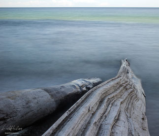 DRIFTWOOD