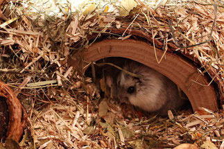 Einrichtung Hamsterbacken Com
