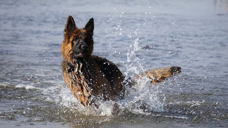 un berger allemand se baigne dans l'eau de mer par coach canin 16 dressage chien en charente