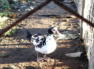 Animaux de la Ferme