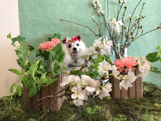 愛犬撮影 ワークショップ 犬連れおでかけ