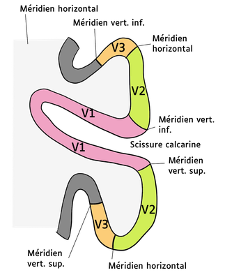 Position des aires sur une coupe horizontale d'un cerveau. (modifié de Pancrat- CC-BY-SA :  https://commons.wikimedia.org/wiki/File:Scissure_calca1.svg)