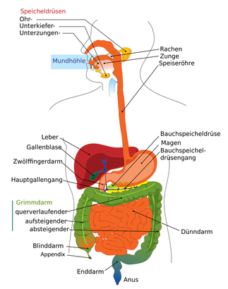 Verdauungssystem von Mund bis Anus