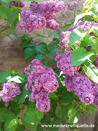 Sommerflieder, Kraftquelle, Gartenzeit