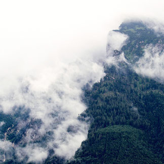 fog and tree in mountains