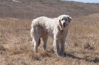 Wikipedia_Jerry Kirkhart _Los Osos, Kalifornien_An Akbash dog guarding a flock of sheep in California