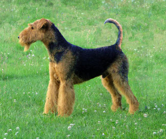 Wikipedia_Zuni1520_Airedale Terrier 14 Monate alt, nicht kupiert und dem Standard gemäß getrimmt.