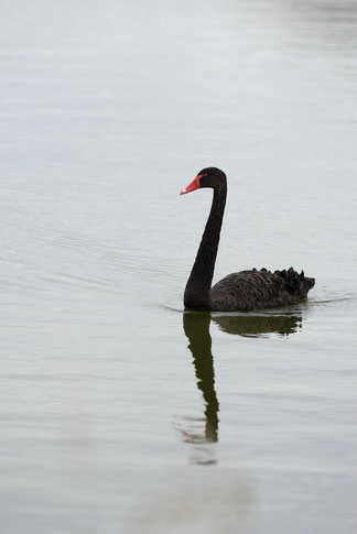 Cygne noir - Ile de Noirmoutier - 24/08/2014