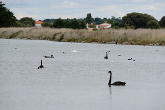 Cygne noir - Ile de Noirmoutier - 24/08/2014