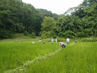 4枚目田の草取り、小豆周りの草刈