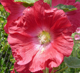 お花の色は、白 ~ ピンク各色 ~ 赤と連続的に変化。