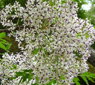 淡い紫色のお花・・