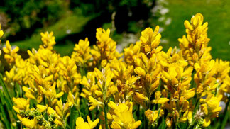 Flors a la vall de Campcardós