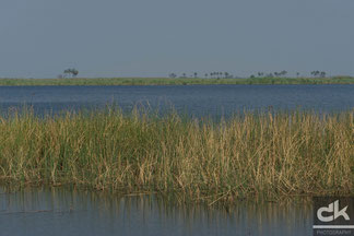 Am Savuti River